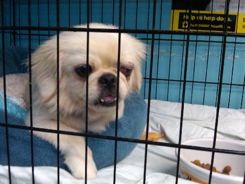 pekingese adoption near me